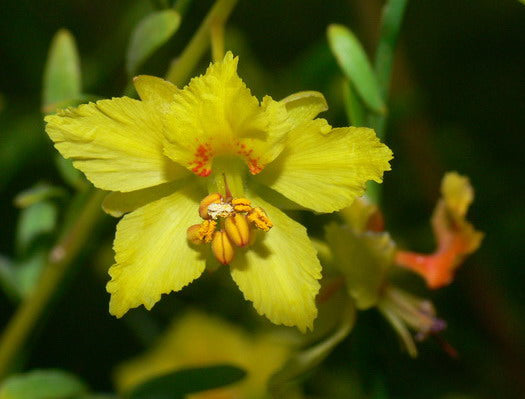 Parkinsonia Aculeata Flower seeds for Planting Pollinator Friendly Heirloom & GMO Free Seeds for Home Garden