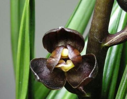 Cymbidium Flower seeds for Planting Long Bloom Season, Heirloom & GMO Free Seeds for Home Garden vegetable and garden seeds