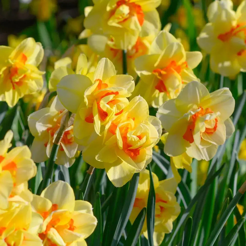 Yellow Red Daffodil Seeds, Heirloom Non-GMO Pollinator-Friendly Flowers for Garden Planting