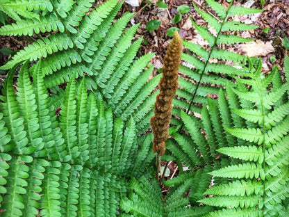 Cinnamon Fern Spores Flower seeds for Planting - Seasonal Bloomer, Heirloom & GMO Free Seeds for Home Garden