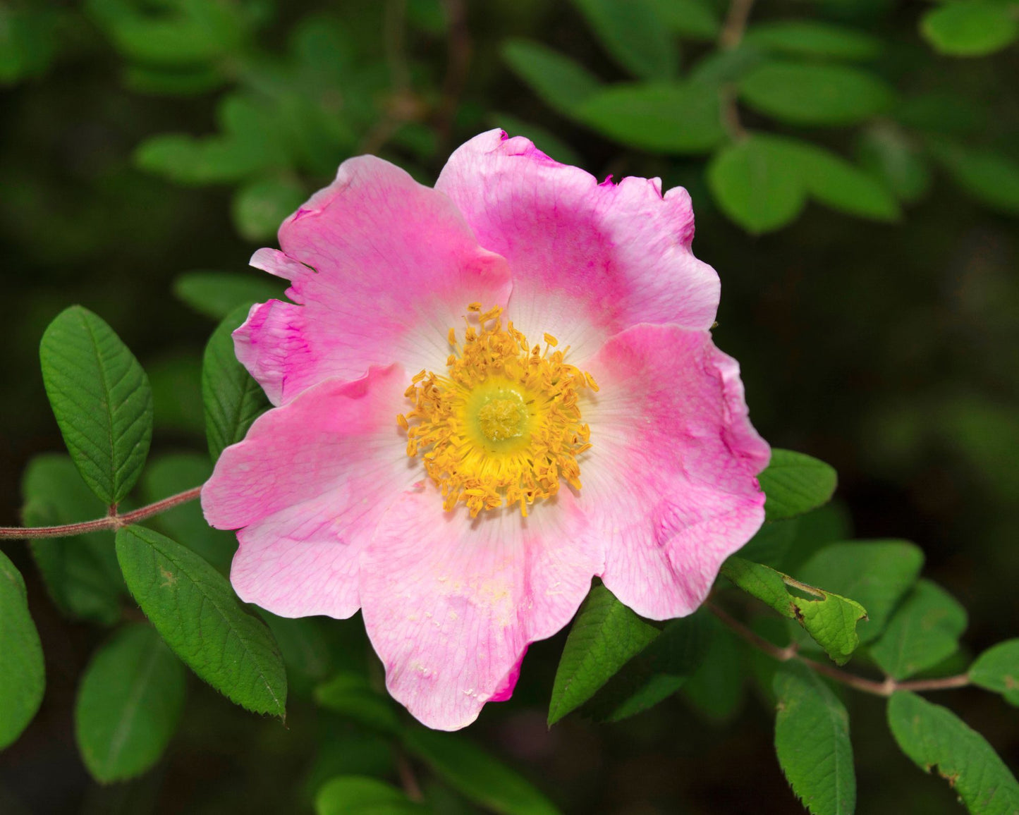 Rosehip Flower seeds for Planting Wildflower Mix Heirloom & GMO Free Seeds for Home Garden