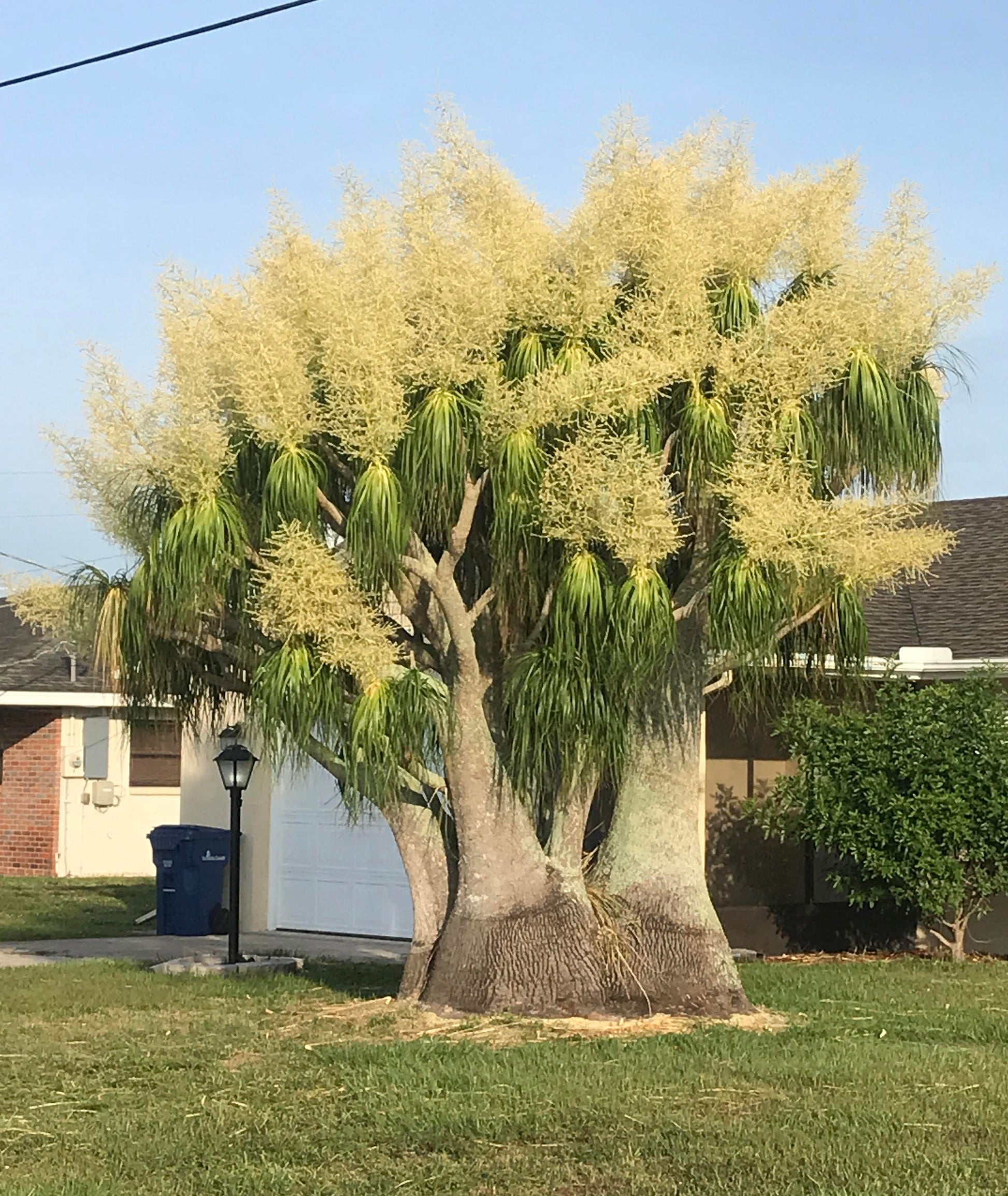 Yellow Beaucarnea Recurvata Plant Seeds Planting