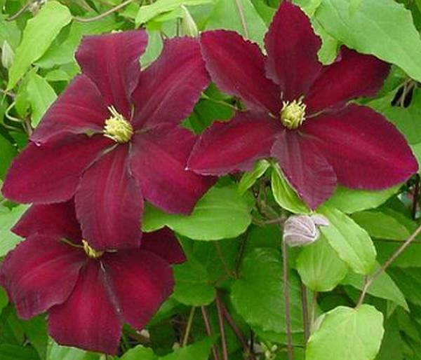 Maroon Clematis Flower seeds for Planting Drought Tolerant, Heirloom & GMO Free Seeds for Home Garden vegetable and garden seeds