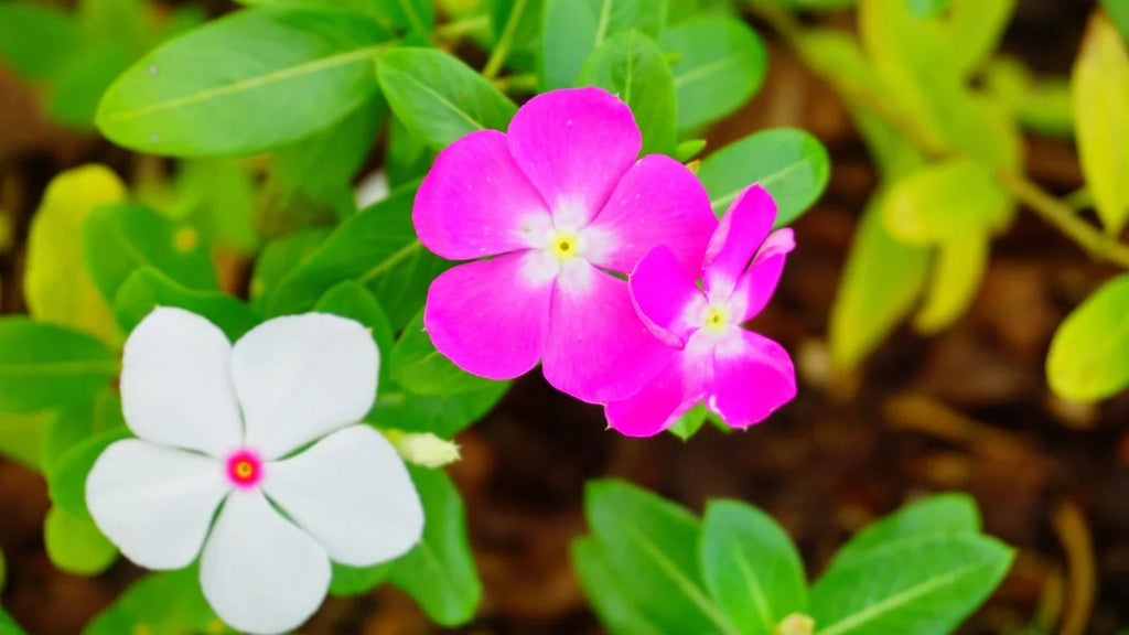 High quality Lizzie Flower seeds for Planting Wildflower Mix, Heirloom & GMO Free Seeds for Home Garden seeds pack