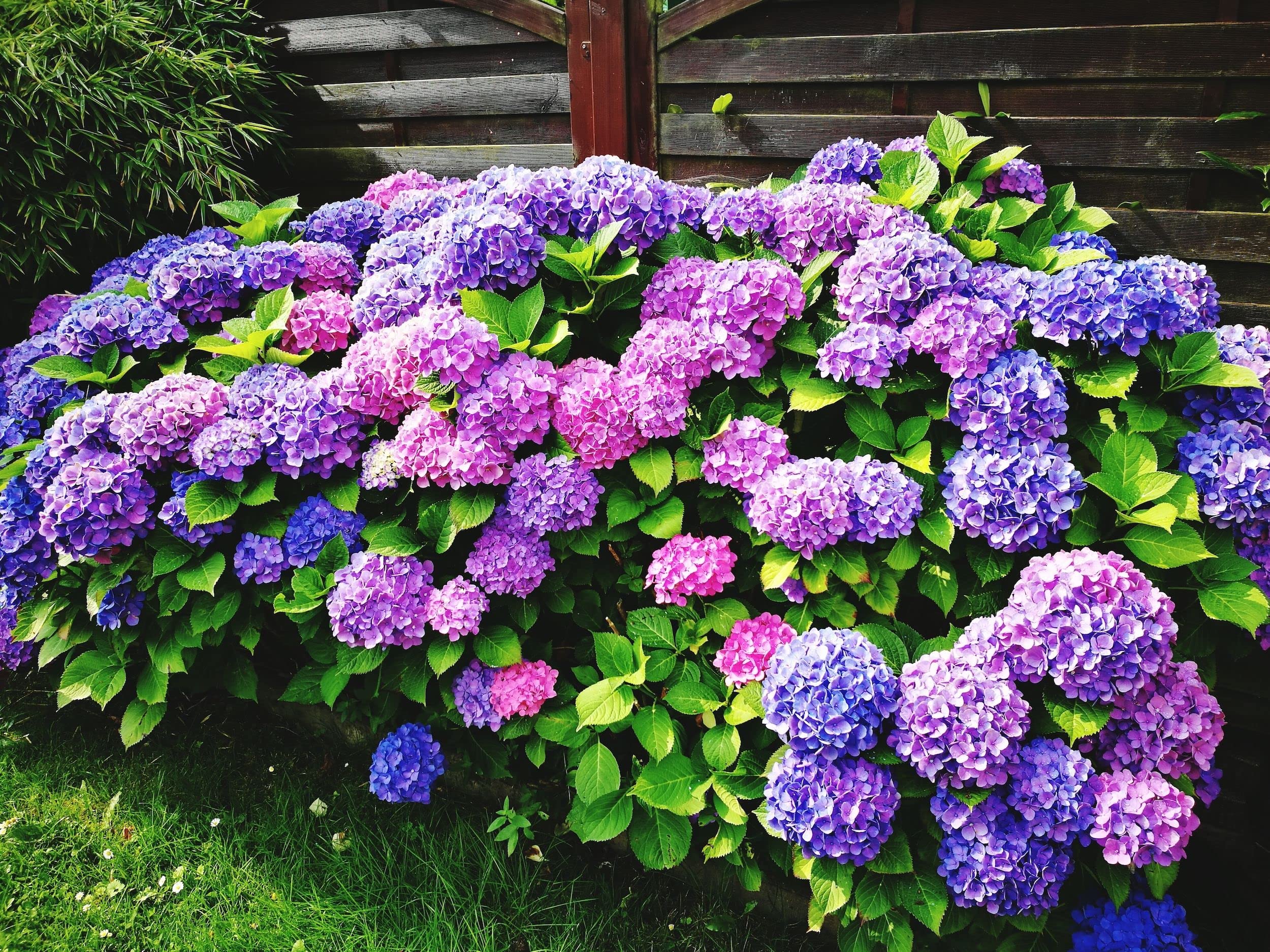 Premium Hydrangea Flower seeds for Planting Low Maintenance, Heirloom & GMO Free Seeds for Home Garden seeds