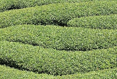 Green Corkscrew Rush Seeds, Heirloom Non-GMO Flowers for Borders & Home Garden Planting
 
 Sale seeds for home garden