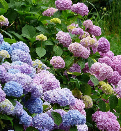 Mixed Hydrangea Flower seeds for Planting - Cottage Garden Essential, Heirloom & GMO Free Seeds for Home Garden
