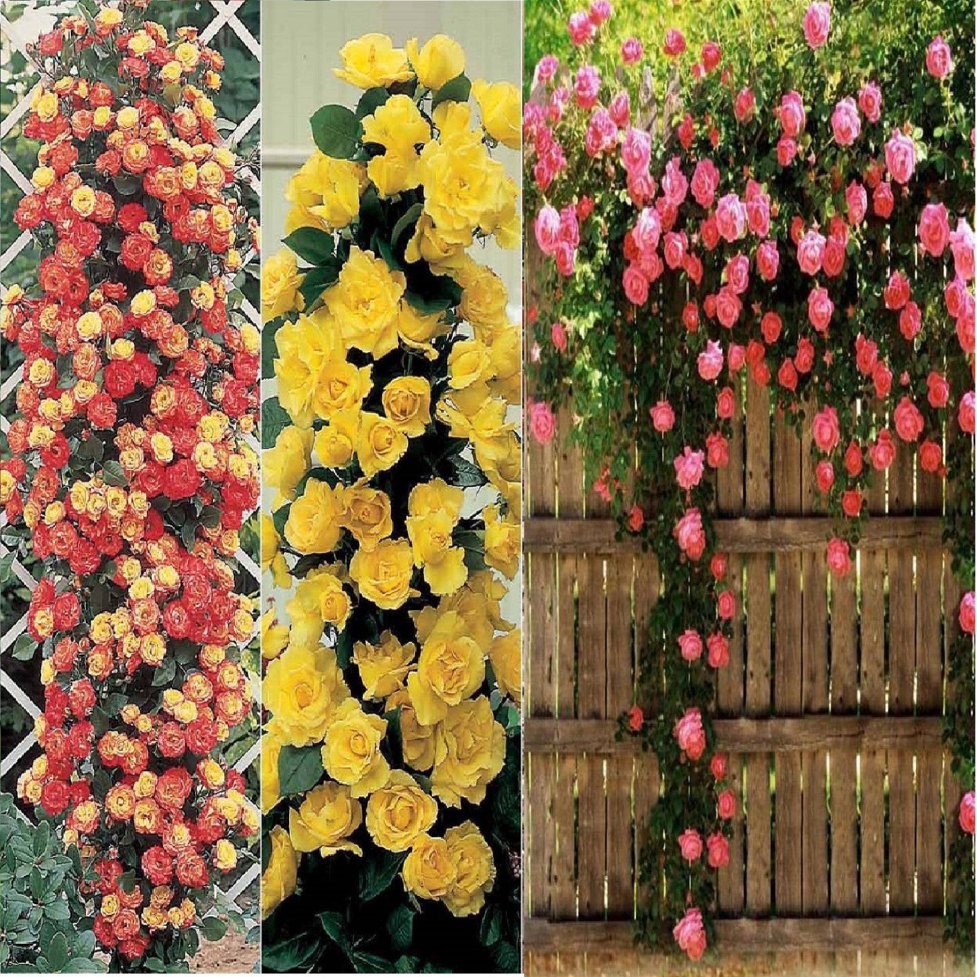 Red Yellow Rose Flowering Seeds For Planting