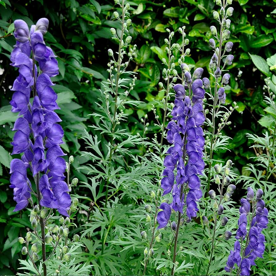 Aconitum Napellus Flower seeds for Planting Cut Flower Favorite Heirloom & GMO Free Seeds for Home Garden