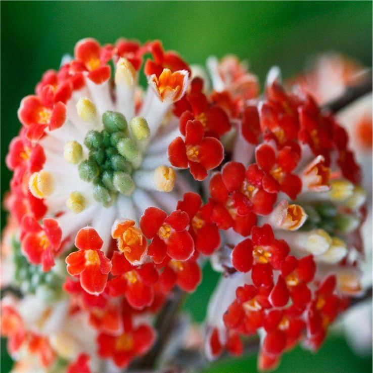 Red Edgeworthia Flower seeds for Planting Easy to Grow, Heirloom & GMO Free Seeds for Home Garden vegetable and garden seeds