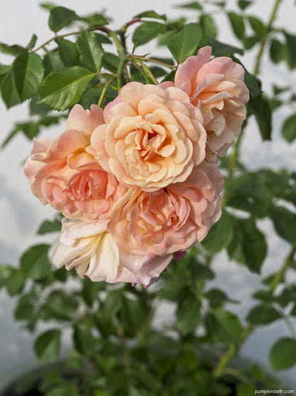 Cream Climbing Rose Flower seeds for Planting Colorful Display Heirloom & GMO Free Seeds for Home Garden
