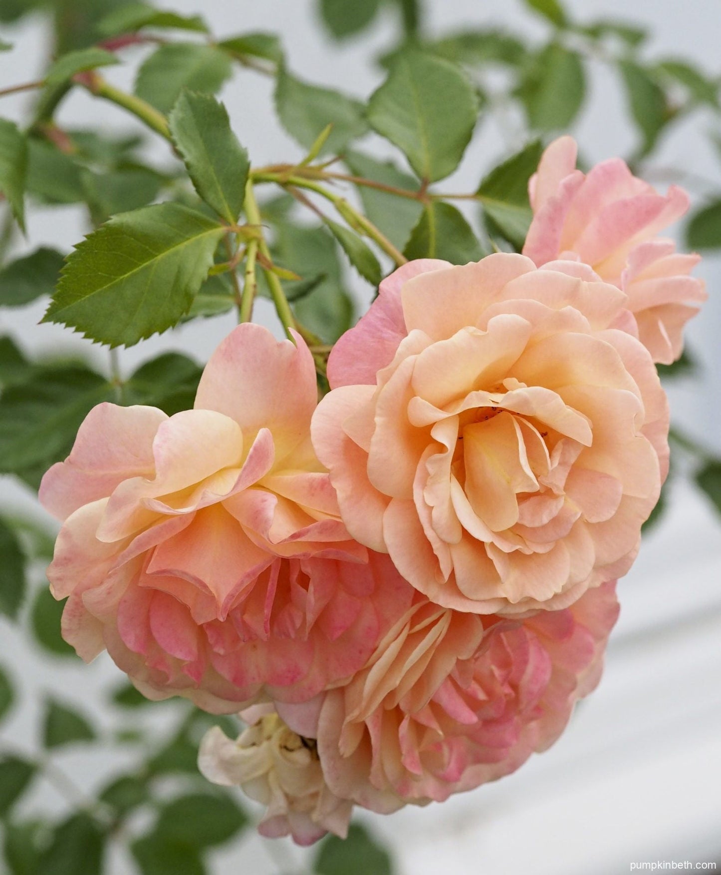 Cream Climbing Rose Flower seeds for Planting Colorful Display Heirloom & GMO Free Seeds for Home Garden
