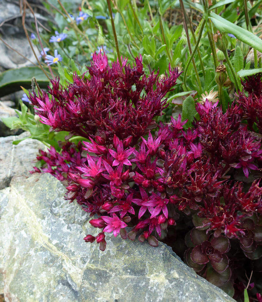 Premium Pink Sedum Voodoo Flower seeds for Planting Colorful Display, Heirloom & GMO Free Seeds for Home Garden seeds