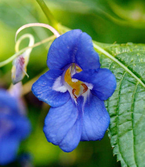 Premium Blue Impatiens Flower seeds for Planting Sun Loving, Heirloom & GMO Free Seeds for Home Garden seeds