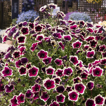 Cascadia (Cascadia Flower) seeds for planting in home garden