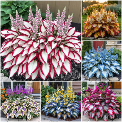 Hosta Flower seeds for Planting Sun Loving Heirloom & GMO Free Seeds for Home Garden