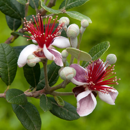 Pineapple Guava (Acca guavasteen, Feijoa sellowiana) Pink & Red Flower Fruit Tree Shrub Seeds