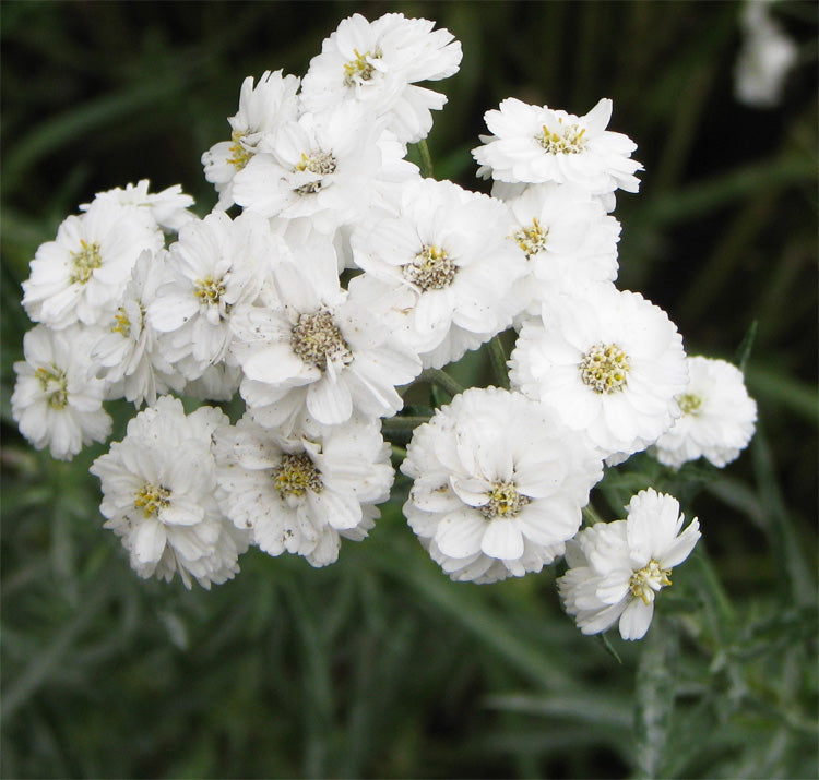 Yarrow Superior Flower seeds for Planting Bright Blooms Heirloom & GMO Free Seeds for Home Garden