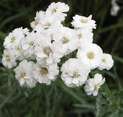 Yarrow Superior Flower seeds for Planting Bright Blooms Heirloom & GMO Free Seeds for Home Garden
