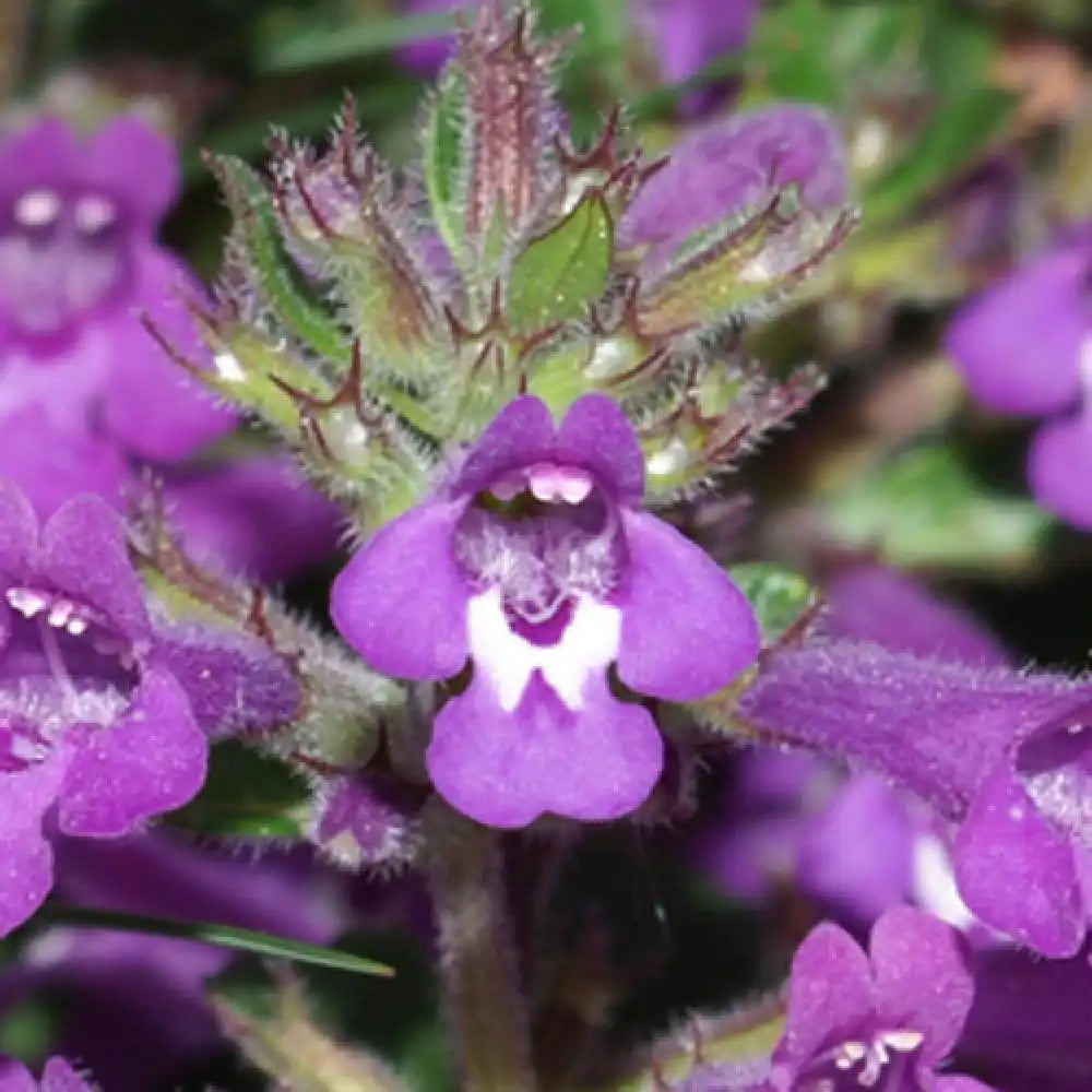 High quality Lavender Abelia Flower seeds for Planting Low Maintenance, Heirloom & GMO Free Seeds for Home Garden seeds pack