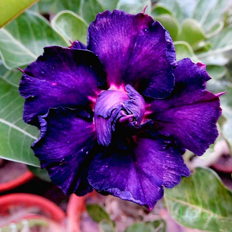 High quality Purple Adenium Obesum Flower seeds for Planting Drought Tolerant, Heirloom & GMO Free Seeds for Home Garden seeds pack