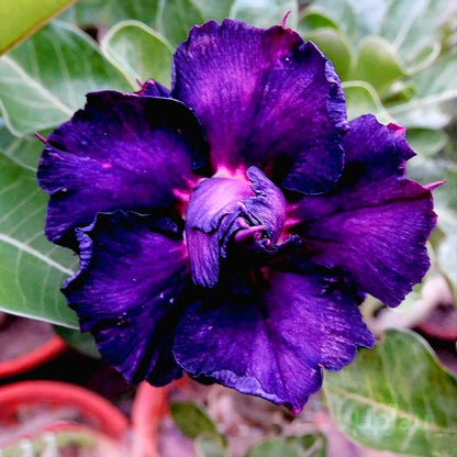 Adenium Obesum Flower seeds for Planting Low Maintenance Heirloom & GMO Free Seeds for Home Garden