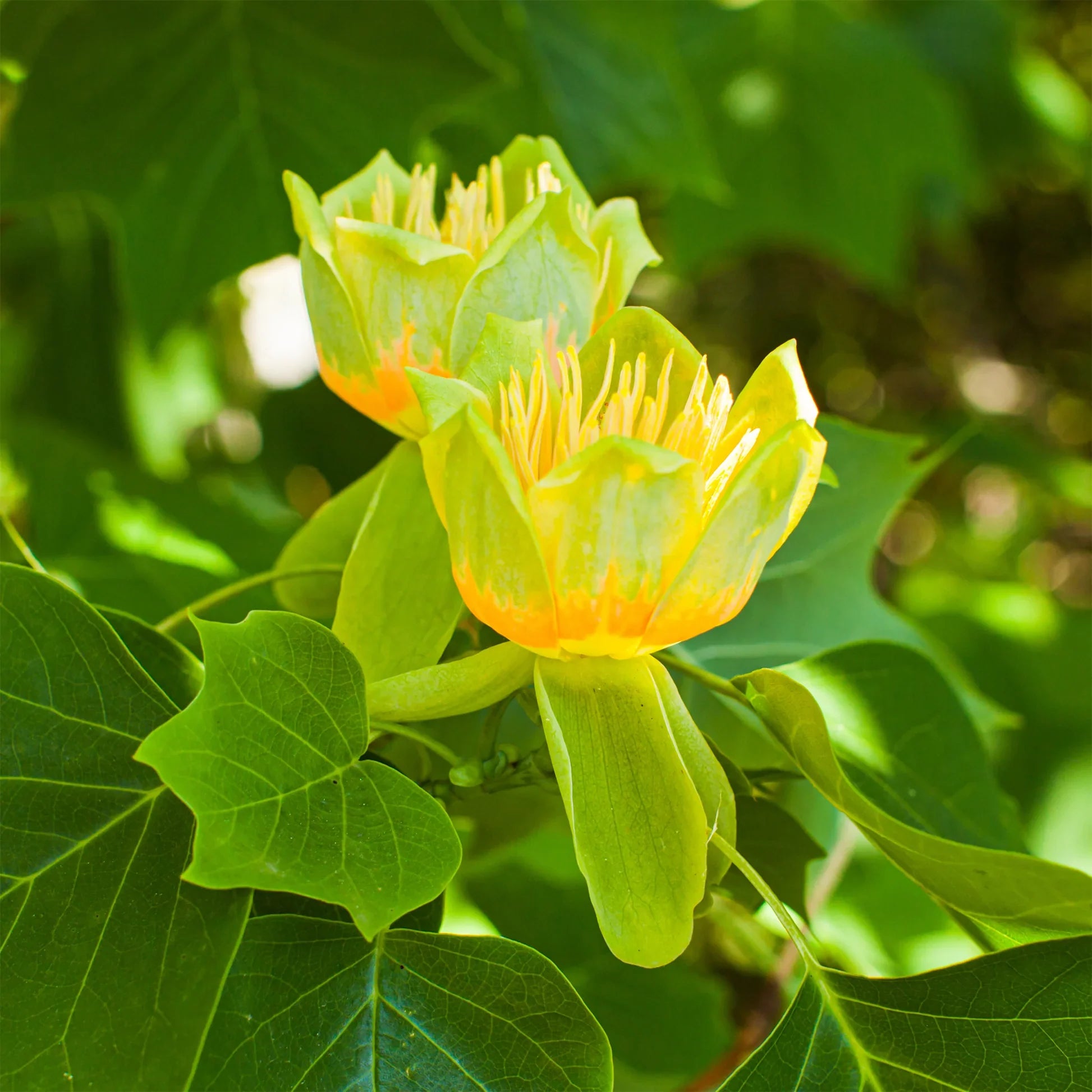 Premium Tulpenbaum Flower seeds for Planting Sun Loving, Heirloom & GMO Free Seeds for Home Garden seeds