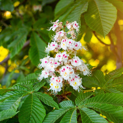 Horse Chestnut Flower seeds for Planting Compact Growth Heirloom & GMO Free Seeds for Home Garden
