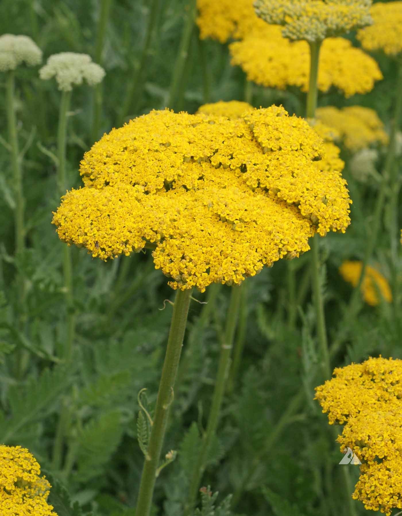 Yellow Yarrow Flower seeds for Planting Seasonal Bloomer, Heirloom & GMO Free Seeds for Home Garden seeds for planting