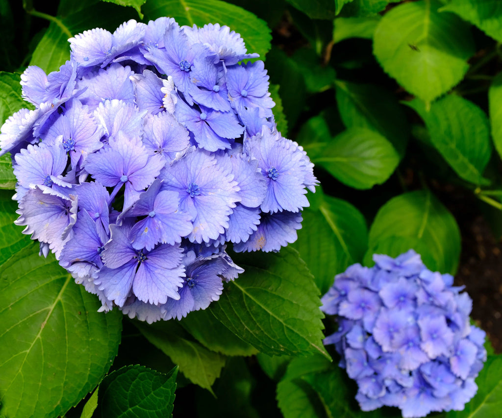 Premium Lavender Hydrangea Flower seeds for Planting Perfect for Borders, Heirloom & GMO Free Seeds for Home Garden seeds