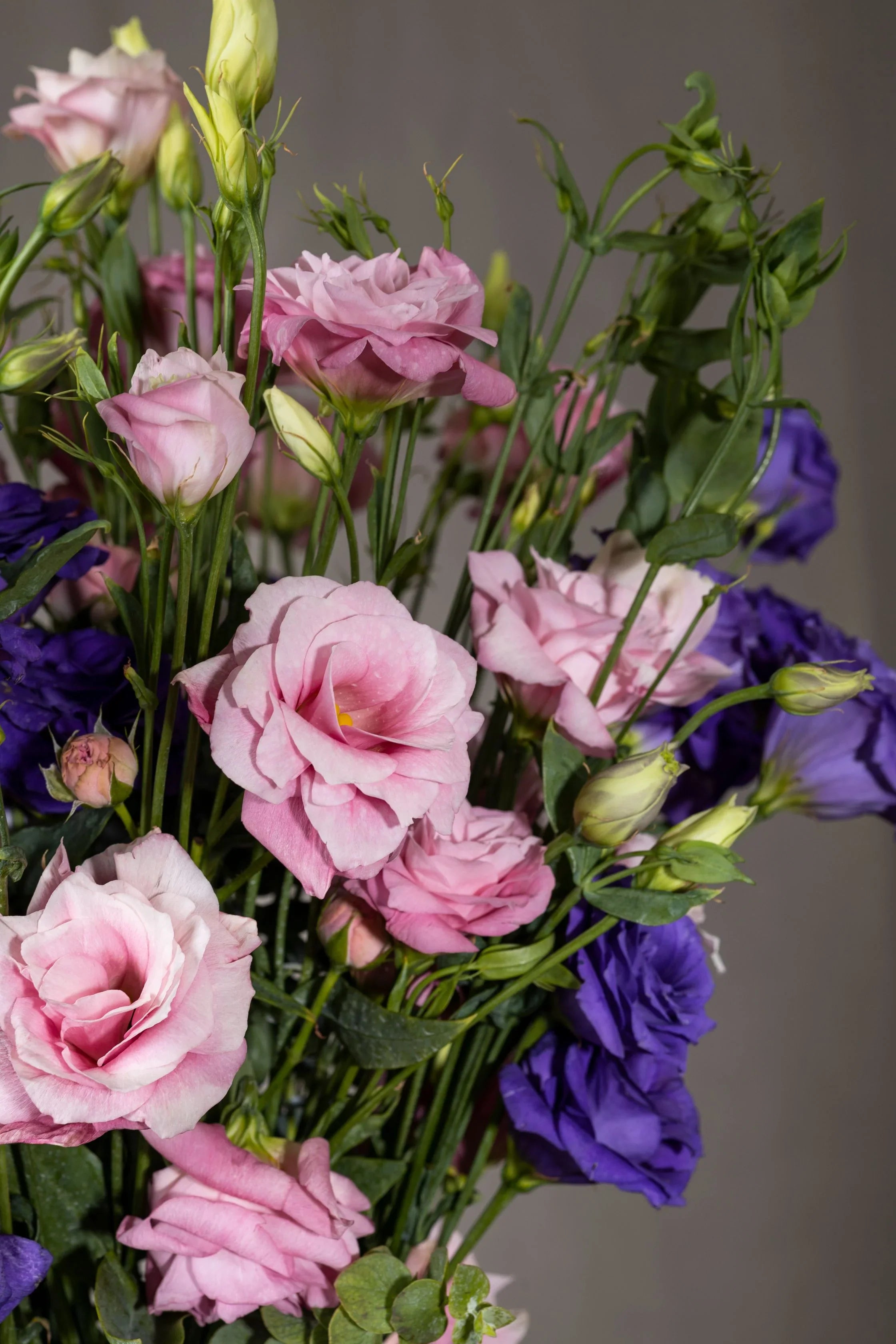 Premium Mixed Lisianthus Sapphire Flower seeds for Planting Seasonal Bloomer, Heirloom & GMO Free Seeds for Home Garden seeds