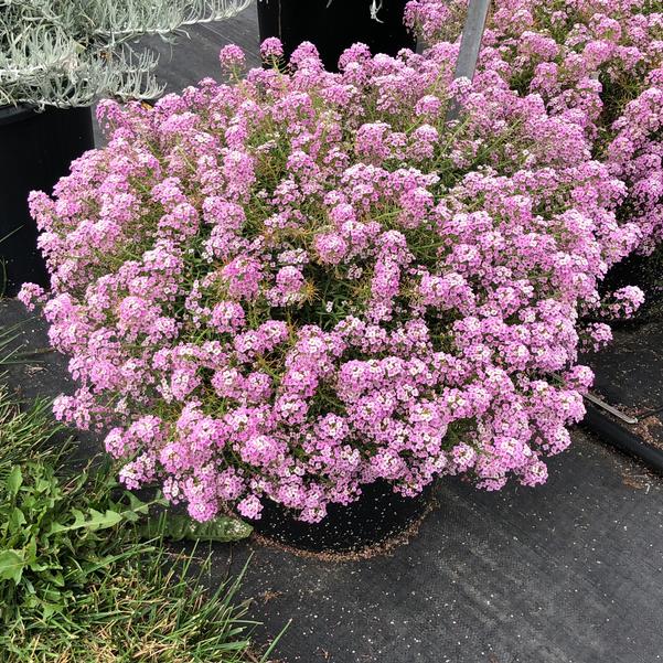 Pink Lobularia Flower seeds for Planting Fragrant Blossoms, Heirloom & GMO Free Seeds for Home Garden seeds for planting