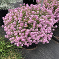 Pink Lobularia Flower seeds for Planting Fragrant Blossoms, Heirloom & GMO Free Seeds for Home Garden seeds for planting