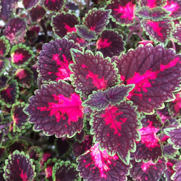 Black Pink Coleus Flower seeds for Planting Garden Favorite Heirloom & GMO Free Seeds for Home Garden