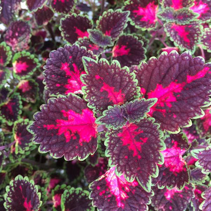 Black Pink Coleus Flower seeds for Planting Garden Favorite Heirloom & GMO Free Seeds for Home Garden