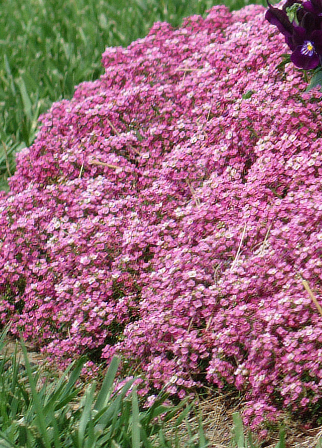 Premium Pink Lobularia Flower seeds for Planting Fragrant Blossoms, Heirloom & GMO Free Seeds for Home Garden seeds