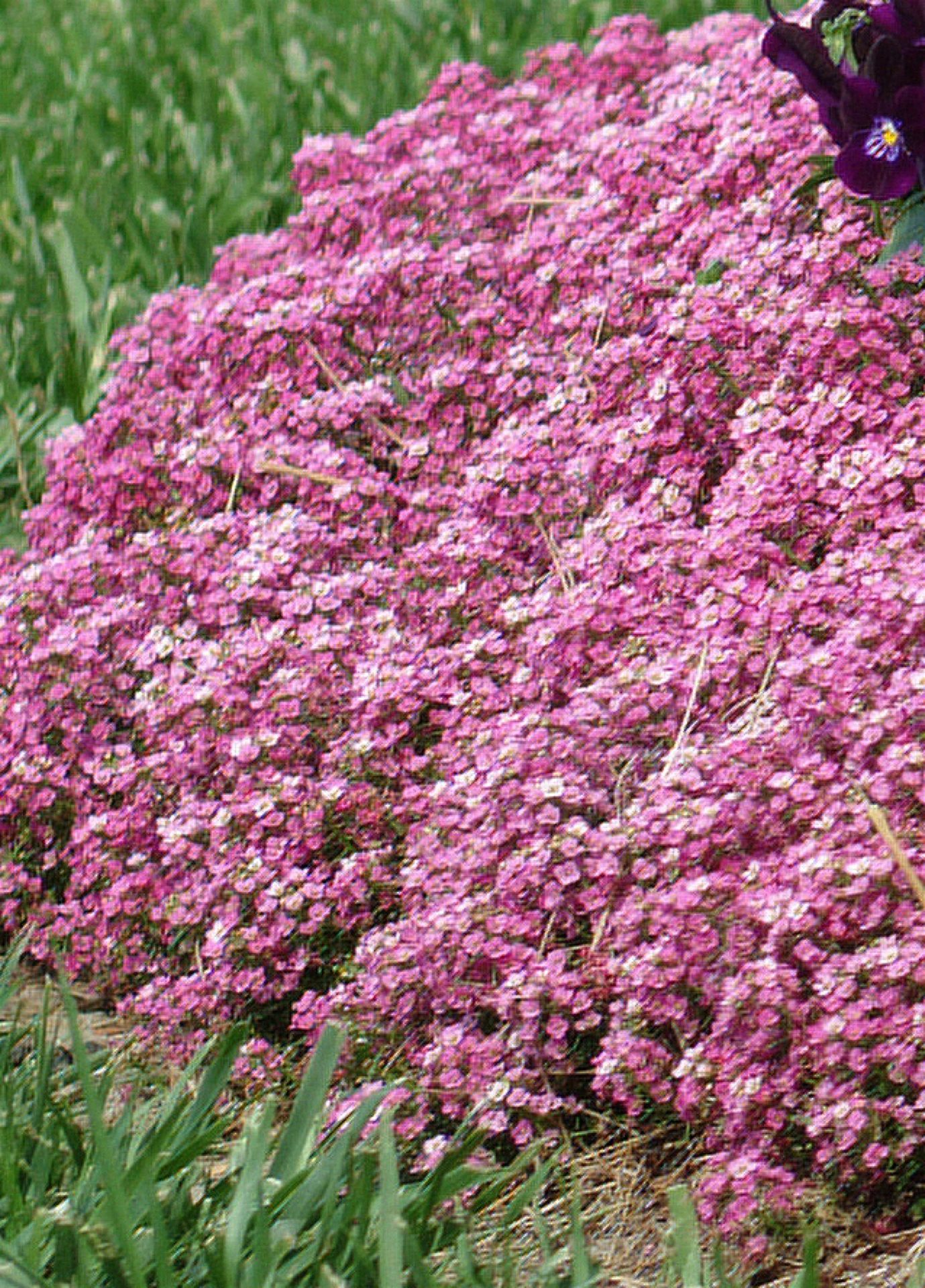Premium Pink Lobularia Flower seeds for Planting Fragrant Blossoms, Heirloom & GMO Free Seeds for Home Garden seeds