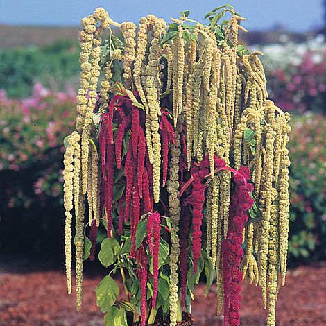 Mixed Caudatus Flower seeds for Planting Long Bloom Season, Heirloom & GMO Free Seeds for Home Garden seeds for planting