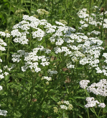 White Yarrow Flower seeds for Planting - Hardy Variety, Heirloom & GMO Free Seeds for Home Garden