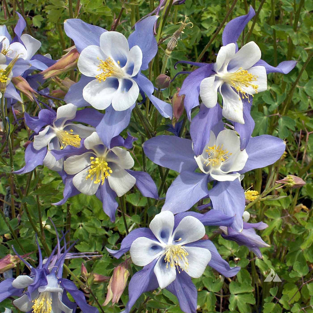 Premium Blue Aquilegia Flower seeds for Planting Compact Growth, Heirloom & GMO Free Seeds for Home Garden seeds
