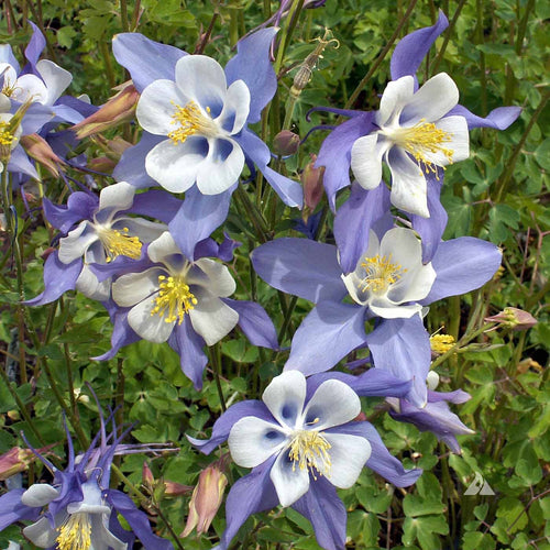 Premium Blue Aquilegia Flower seeds for Planting Compact Growth, Heirloom & GMO Free Seeds for Home Garden seeds