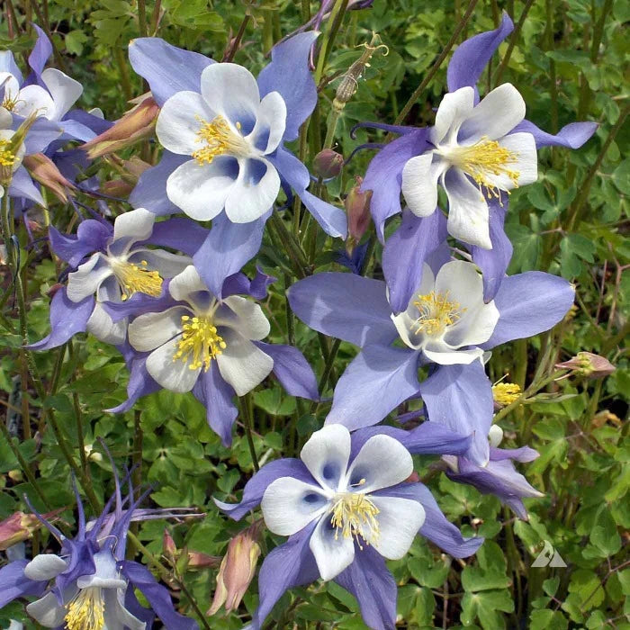 High quality Aquilegia Flower seeds for Planting Wildflower Mix, Heirloom & GMO Free Seeds for Home Garden seeds pack