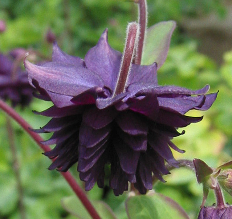 Barlow Flower seeds for Planting Seasonal Bloomer Heirloom & GMO Free Seeds for Home Garden