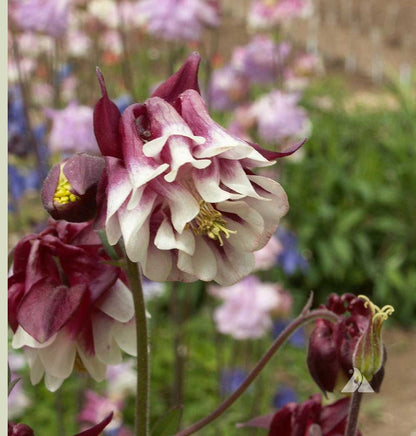 Aquilegia Columbine Flower seeds for Planting Shade Tolerant Heirloom & GMO Free Seeds for Home Garden