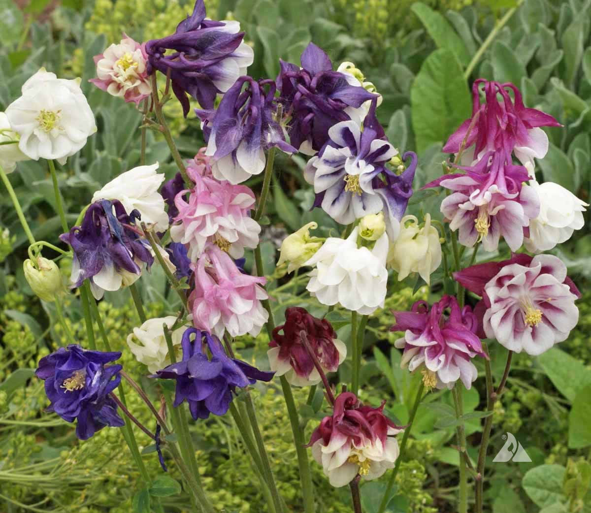 Aquilegia Columbine Flower seeds for Planting Shade Tolerant Heirloom & GMO Free Seeds for Home Garden