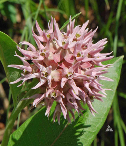 Asclepias Speciosa Flower seeds for Planting Perfect for Borders Heirloom & GMO Free Seeds for Home Garden