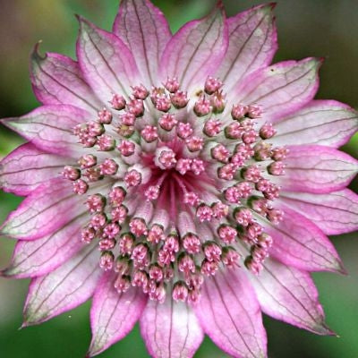 Pink Astrantia Flower seeds for Planting Premium Quality, Heirloom & GMO Free Seeds for Home Garden seeds for planting