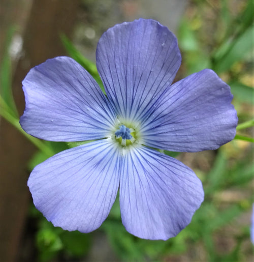 Premium Blue Linum Lewisii Flower seeds for Planting Bright Blooms, Heirloom & GMO Free Seeds for Home Garden Sale seeds