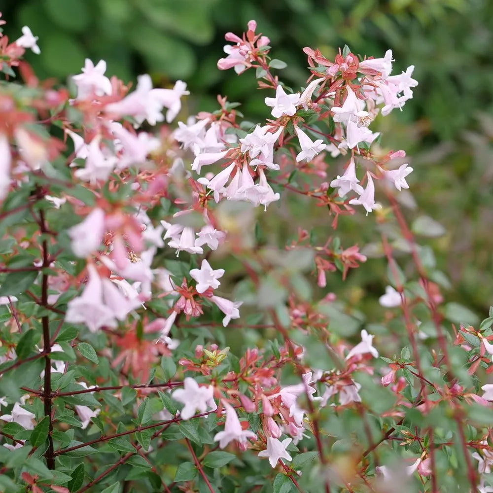 Multi Colored Abelia Flower seeds for Planting Sun Loving, Heirloom & GMO Free Seeds for Home Garden seeds for planting