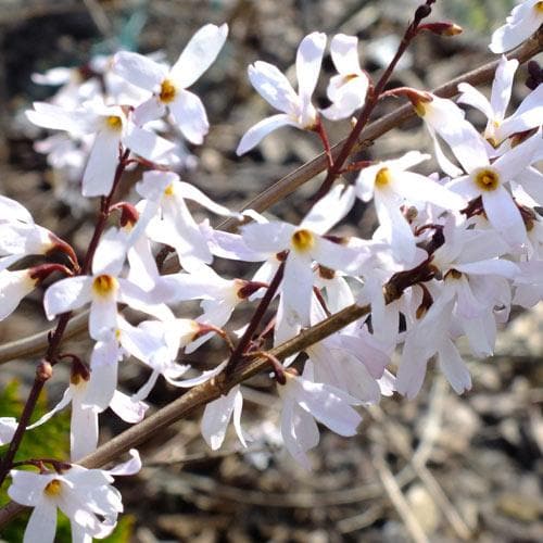 Premium White Forsythia Abeliophyllum distichum Flower seeds for Planting Easy to Grow, Heirloom & GMO Free Seeds for Home Garden seeds